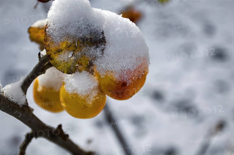 Snow-covered orange fruit hanging from a branch in winter, Siegen