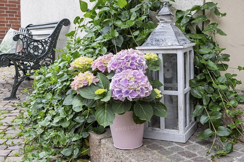 Decoration with lantern and a hydrangea, Münsterland, North Rhine-Westphalia, Germany