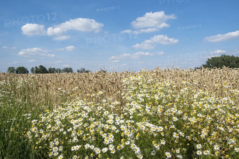 Camomile in front of a ripe cornfield under a blue sky with clouds, Münsterland, North Rhine-Westphalia, Germany