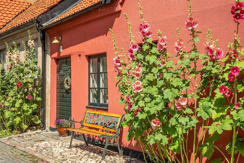 Cobblestone street with small colored house and bench and hollyhocks flowers in Ystad, Skåne county, Sweden, Scandinavia