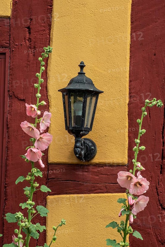 Flowering pink hollyhocks at an old half timbered wall with lamp in Ystad, Skåne county, Sweden, Scandinavia