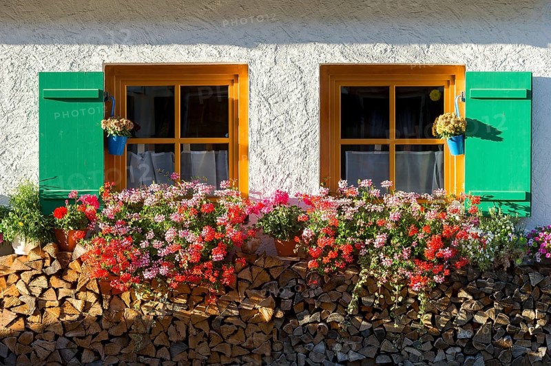 Farmhouse with geraniums (Pelargonium spec.) at the windows and stacked firewood, Graswang, Ettal, Unterammergau, Garmisch-Partenkirchen, Upper Bavaria, Bavaria, Germany