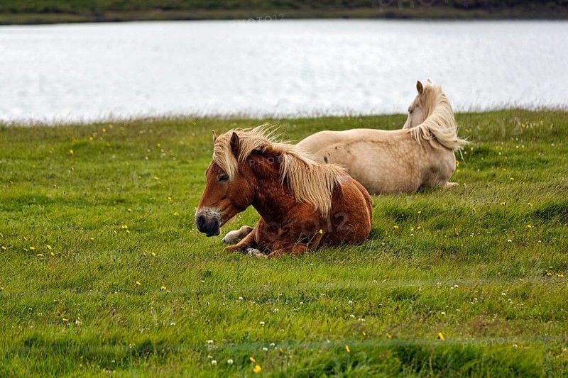 Two Icelandic horses, also known as Icelandic ponies, grazing in a meadow, Snæfellsnes, Snaefellsnes, Iceland