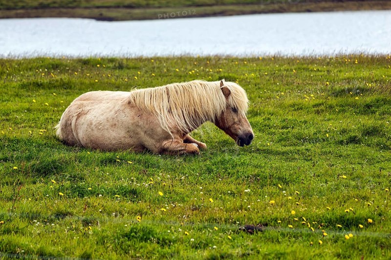 Icelandic horse, also known as Icelandic pony, lying in a meadow, Snæfellsnes, Snaefellsnes, West Iceland, Iceland