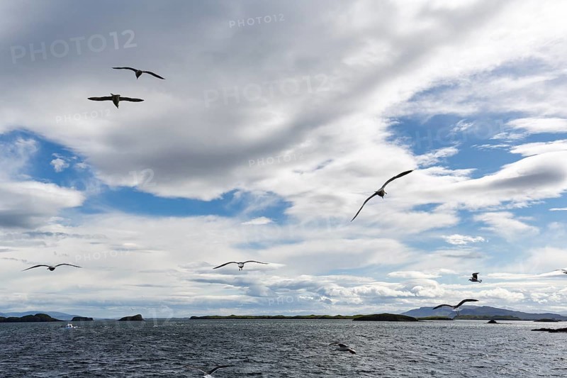 Coastal landscape with water and birds, seagulls flying in the cloudy sky, Stykkisholmur, Snæfellsnes, Snaefellsnes, West Iceland, Iceland