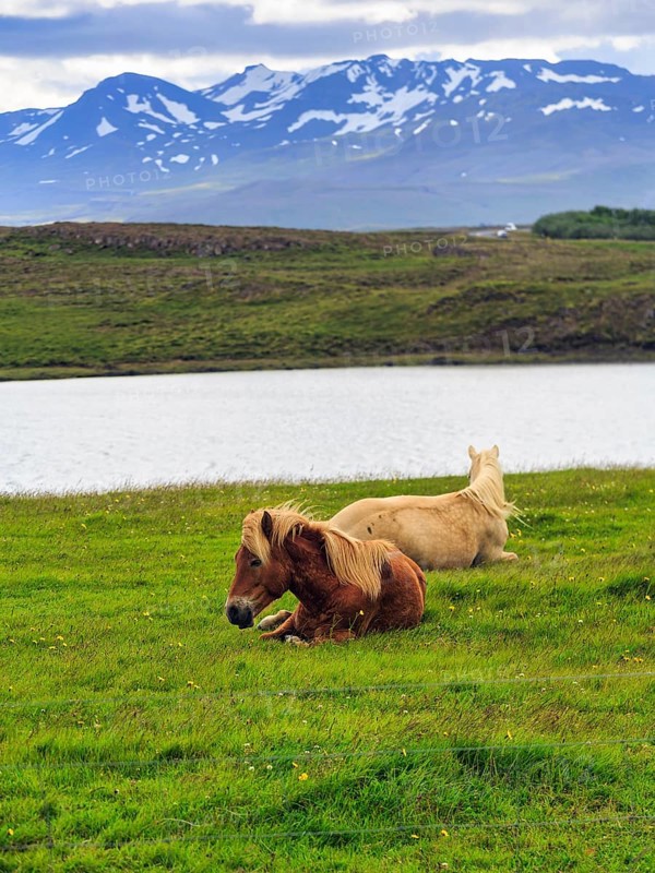 Two Icelandic horses, also known as Icelandic ponies, grazing in a meadow, mountains on the horizon, Snæfellsnes, Snaefellsnes, Iceland
