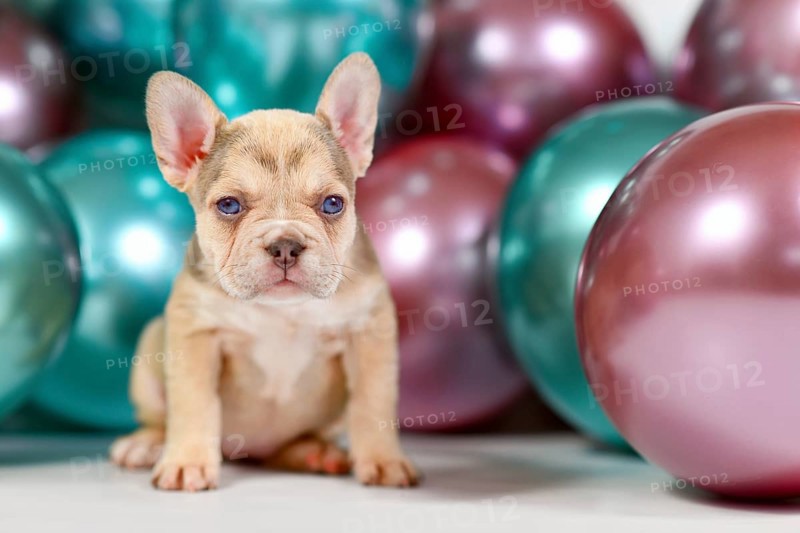 Young healthy French Bulldog dog puppy sitting with colorful balloons in background