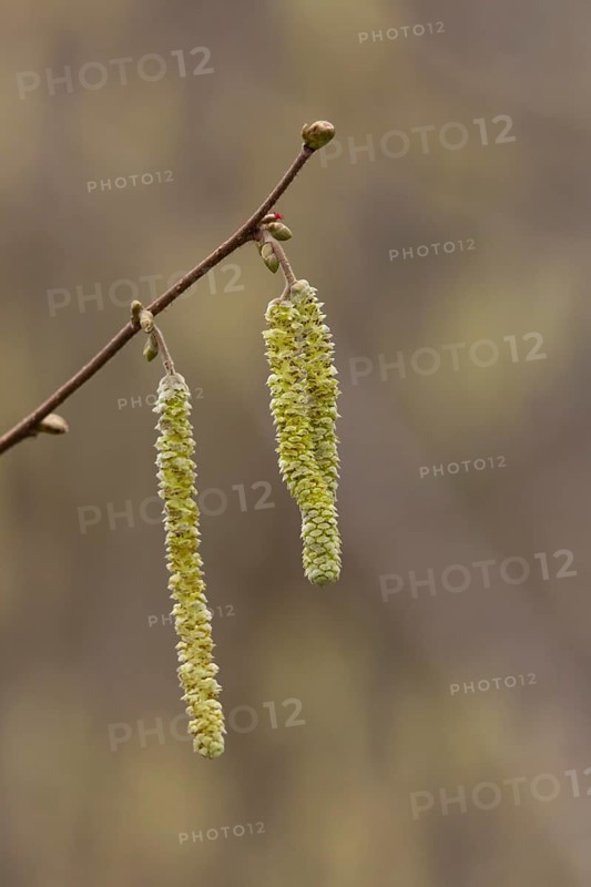 Hazel tree (Corylus avellana) catkins in spring, England, United Kingdom
