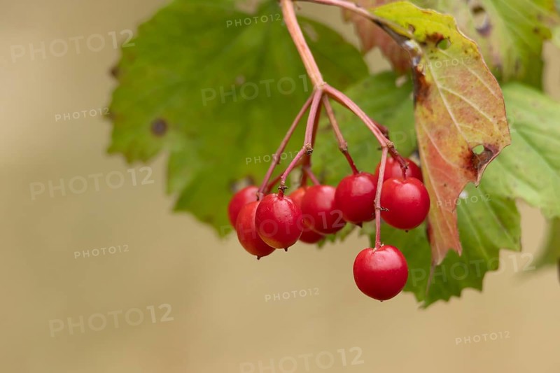 Guelder rose (Viburnum opulus) red berries on a tree in autumn, England, United Kingdom
