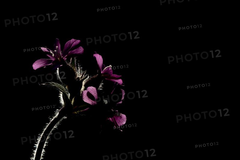 Red campion (Silene dioica) flowers backlit, England, United Kingdom