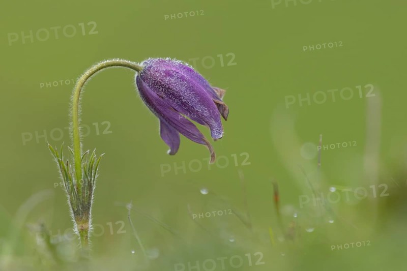 Pasqueflower (Pulsatilla vulgaris) purple flower in grassland in spring, England, United Kingdom