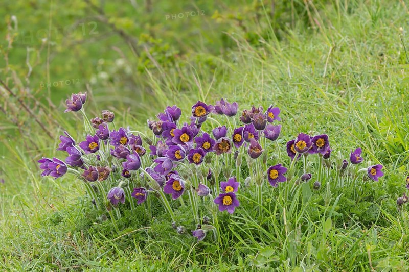 Pasqueflower (Pulsatilla vulgaris) purple flowers in grassland in spring, England, United Kingdom