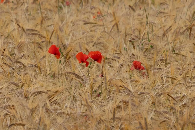 Common field poppy (Papaver rhoeas) flowers in a ripe farmland barley crop in summer, England, United Kingdom
