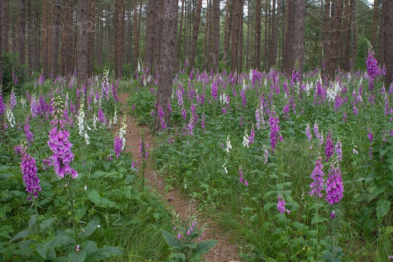Foxglove (Digitalis purpurea) flowering plants in a woodland in summer, England, United Kingdom