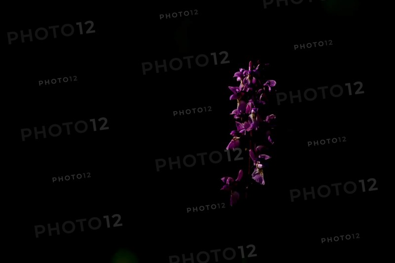 Early purple orchid (Orchis mascula) flower in a woodland in spring, England, United Kingdom