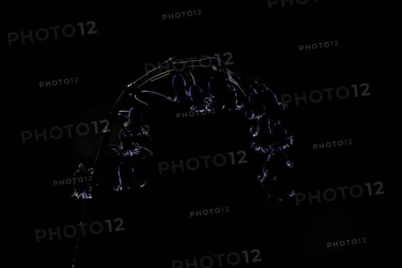 English bluebell (Hyacinthoides non-scripta) single flower in a woodland backlit in spring, England, United Kingdom
