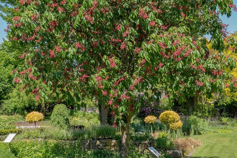 Aesculus pavia (Aesculus pavia), district educational garden, Burgsteinfurt, Münsterland, North Rhine-Westphalia, Germany