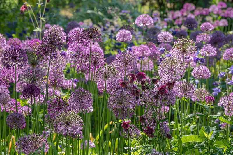 Ornamental leek (Allium sp.), inflorescence, district educational garden, Burgsteinfurt, Steinfurt, Münsterland, North Rhine-Westphalia, Germany