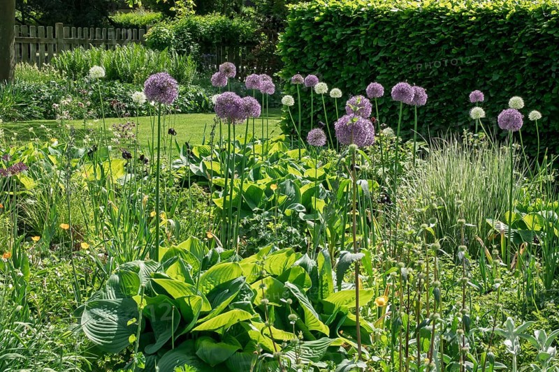 Perennial bed with alliums, district educational garden, Burgsteinfurt, Münsterland, North Rhine-Westphalia, Germany