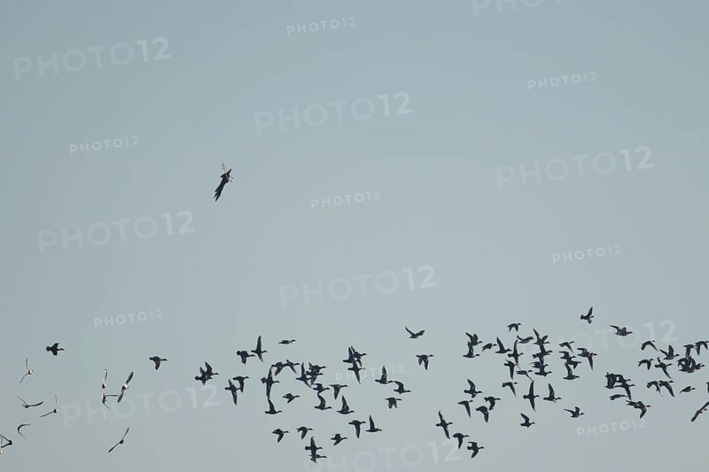 Eurasian wigeon duck (Mareca penelope) adult birds in flight in a flock with a Marsh harrirer diving down chasing them, England, United Kingdom