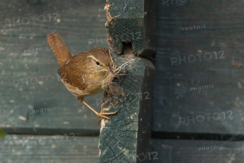 Eurasian wren (Troglodytes troglodytes) adult bird with nesting material in its beak on a garden shed, England, United Kingdom