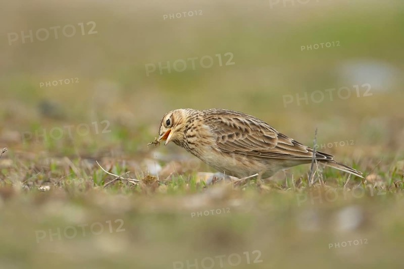 Eurasian skylark (Alauda arvensis) adult bird feeding in grassland, England, United Kingdom