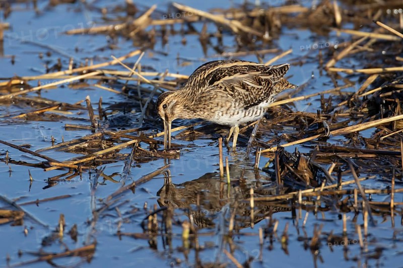 Common snipe (Gallinago gallinago) adult bird feeding in shallow water of a reedbed, England, United Kingdom