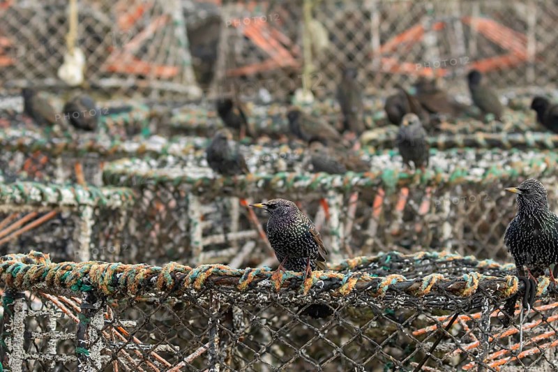 European starling (Sturnus vulgaris) adult birds on lobster pots in a harbour, England, United Kingdom