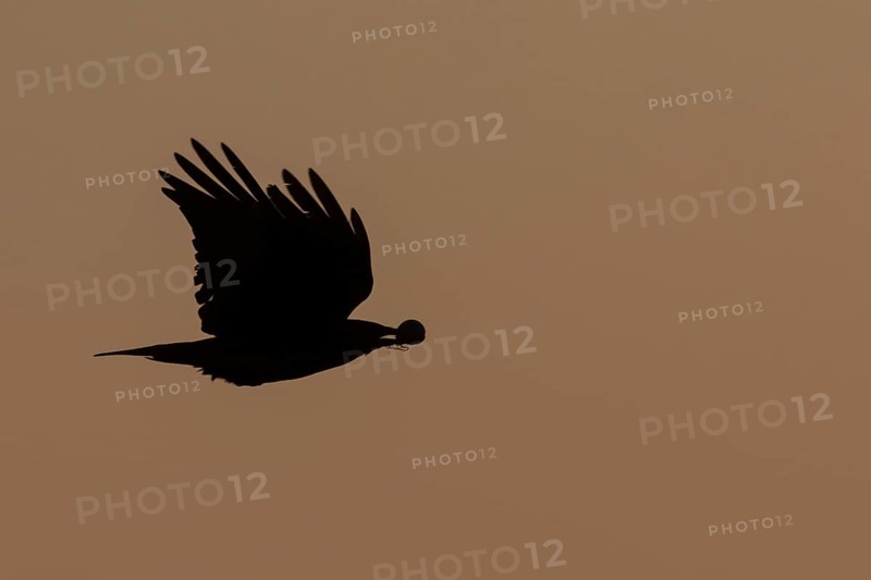 Carrion crow (Corvus corone) silhouette of an adult bird in flight at sunset, England, United Kingdom
