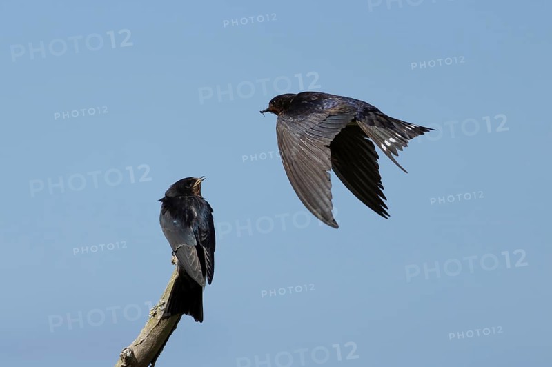 Barn swallow (Hirundo rustica) adult bird in flight with a young baby calling for food, England, United Kingdom