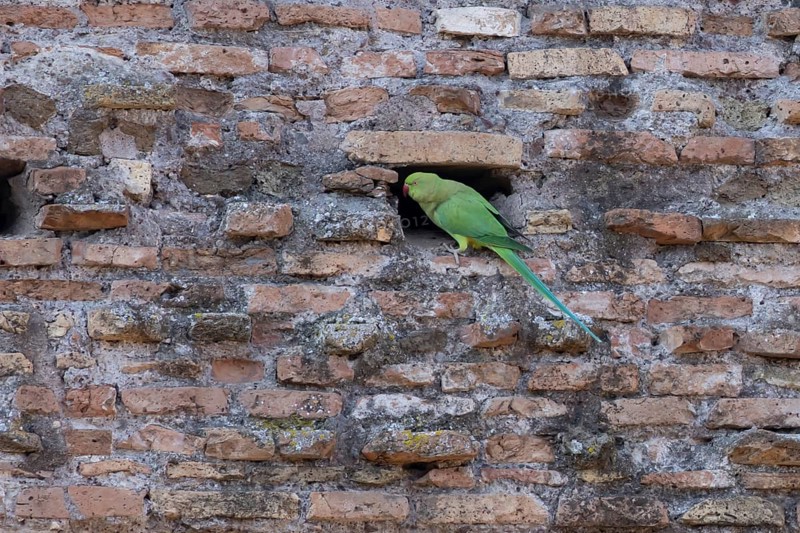 Ring-necked parakeet (Psittacula krameri) adult bird next to a hole in an ancient wall in the city, Rome, Italy