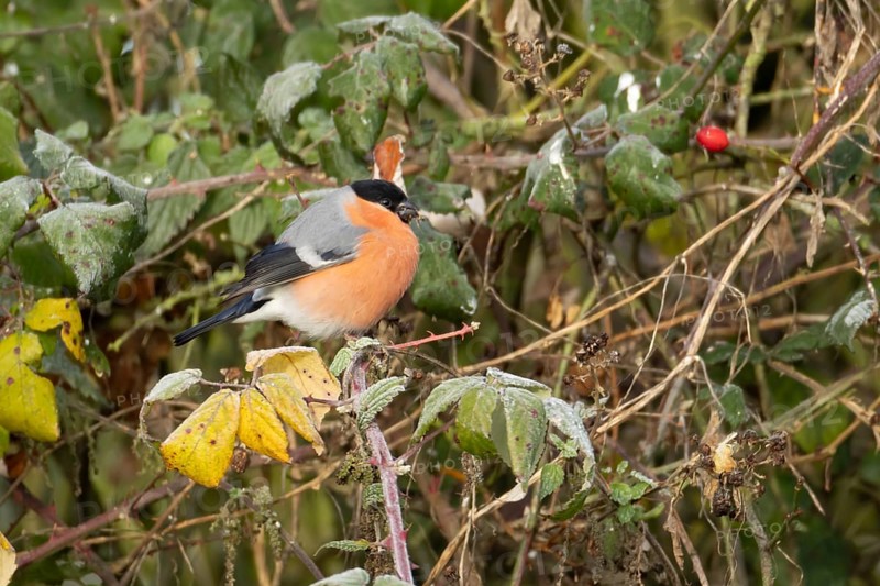 Eurasian bullfinch (Pyrrhula pyrrhula) adult male bird feeding in a hedgerow in winter, England, United Kingdom