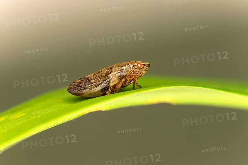 Alder foam cicada (Aphrophora alni), Valais, Switzerland