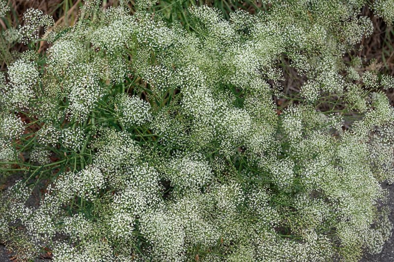 Sickle carrot (Falcaria vulgaris), Bavaria, Germany