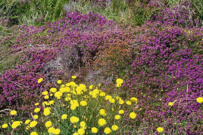 Colourful flower meadow with yellow dandelions and purple plants, bell heather, Stromness, Mainland, Orkney Islands, Scotland, Great Britain