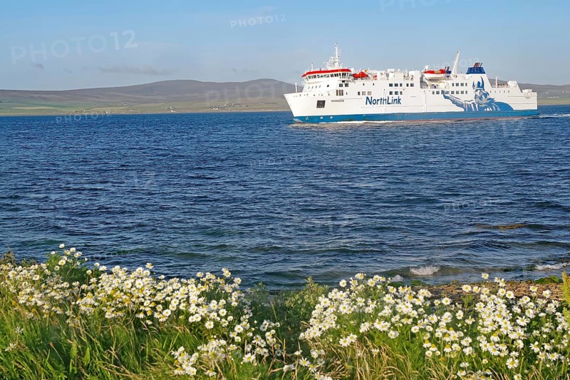 Ferry sailing past blooming flowers on a long blue sea, North Link Ferry, Mainland, Orkney Islands, Scotland, Great Britain