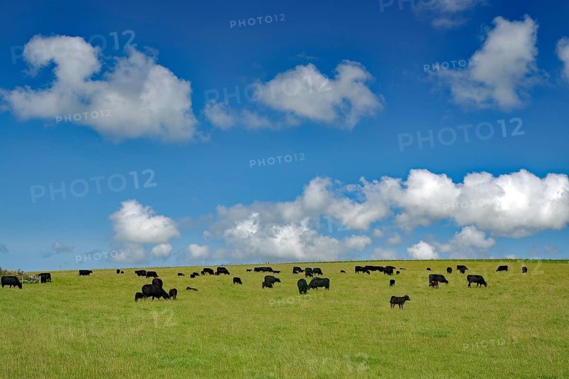 Black cows on a green meadow under a blue sky with white clouds, Mainland, Orkney Islands, Scotland, Great Britain