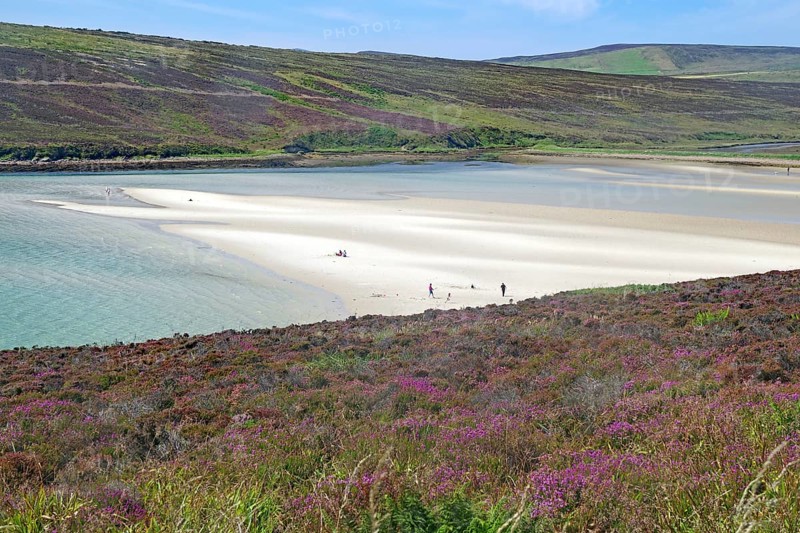 Empty sandy beach with gentle dunes and flowering heather under a clear sky, Mainland, Orkney Islands, Scotland, Great Britain