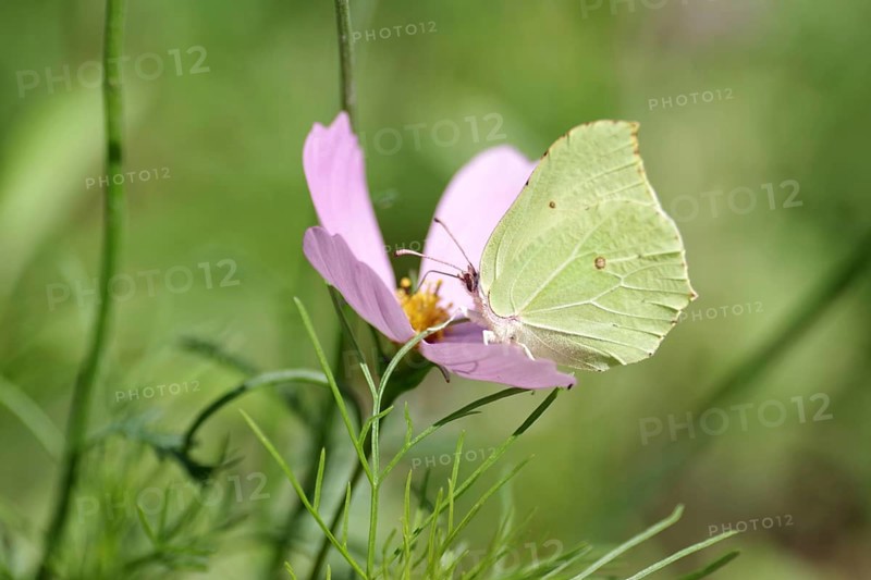 Lemon butterfly (Gonepteryx rhamni), colourful, nectar, summer, The lemon butterfly sucks nectar from the flower of a cosmea