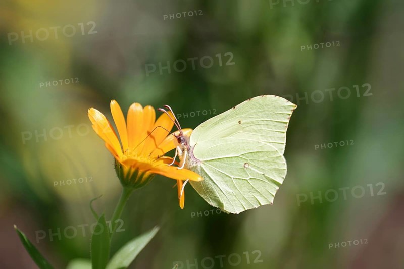 Lemon butterfly (Gonepteryx rhamni), marigold, nectar, The lemon butterfly sits on a marigold and sucks nectar from the flower
