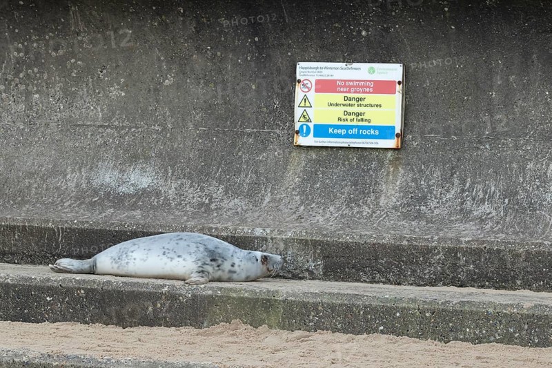 Grey seal (Halichoerus grypus) adult animal resting on a concrete sea defence looking at a warning sign behind, Norfolk, England, United Kingdom