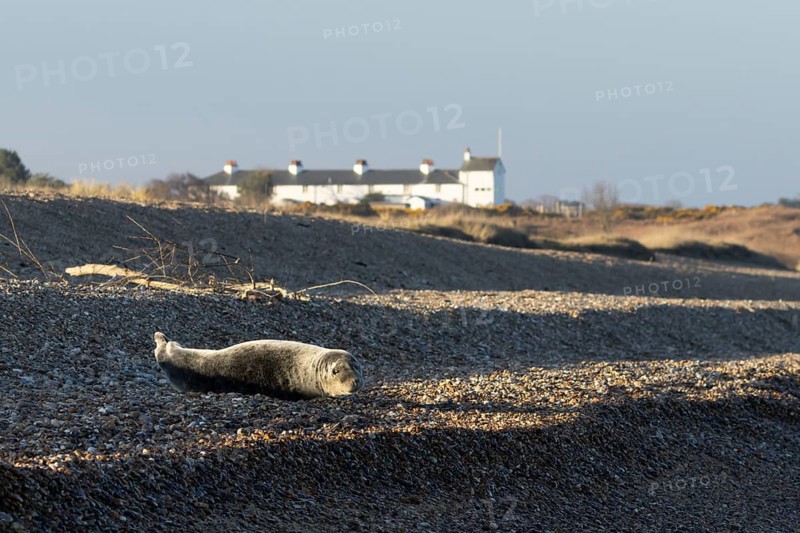 Grey seal (Halichoerus grypus) adult animal resting on a beach with cottages in the background, Dunwich, Suffolk, England, United Kingdom