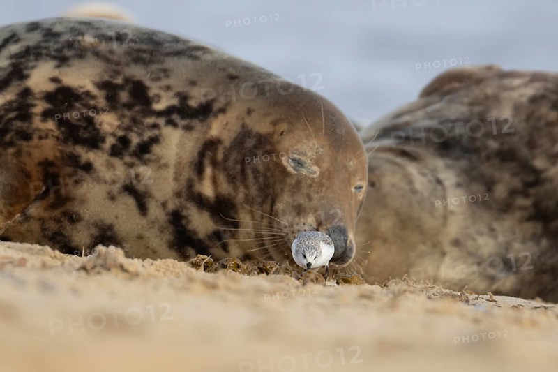 Grey seal (Halichoerus grypus) adult animal sleeping on a beach as a Sanderling wading bird feeds closeby, Norfolk, England, United Kingdom