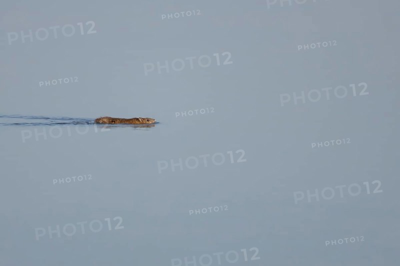Brown rat (Rattus norvegicus) adult animal swimming on the water surface of a lake, England, United Kingdom