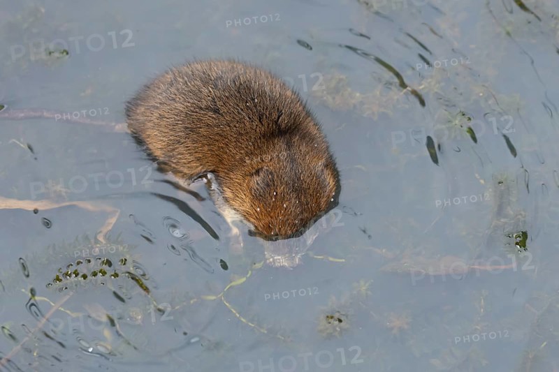 Water vole (Arvicola amphibius) adult animal diving underwater to collect pond weed for food on a lake, England, United Kingdom