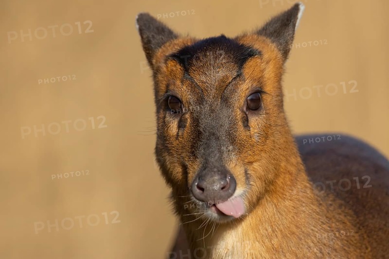 Muntjac deer (Muntiacus reevesi) adult animal sticking its tongue, England, United Kingdom