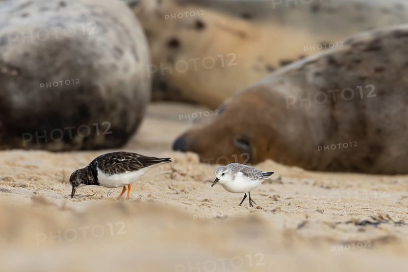 Grey seal (Halichoerus grypus) adult animal sleeping on a beach as a Turnstone and Sanderling birds feeds closeby, Norfolk, England, United Kingdom