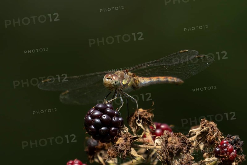 Common darter dragonfly (Sympetrum striolatum) adult insect resting on a blackberries in summer, England, United Kingdom