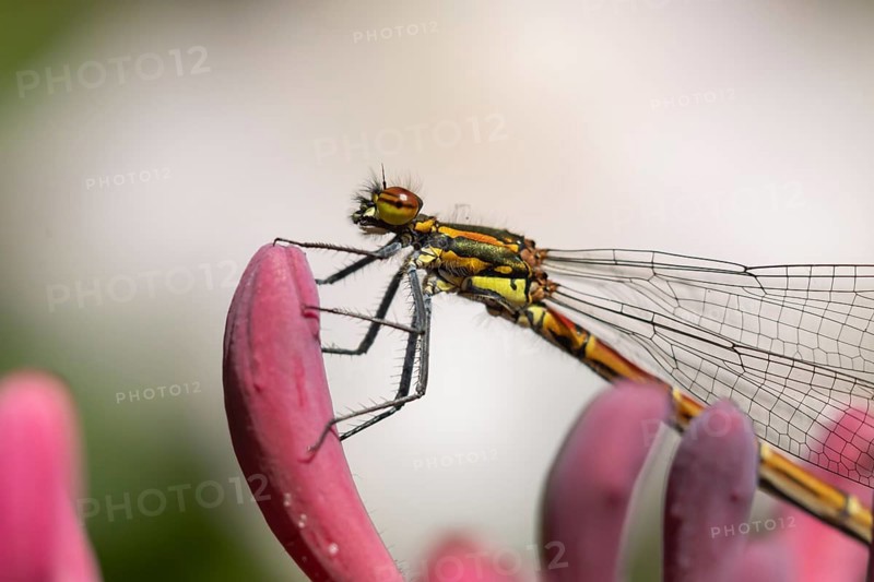 Large red damselfly (Pyrrhosoma nymphula) adult insect resting on a Honeysuckle flower in a garden, England, United Kingdom