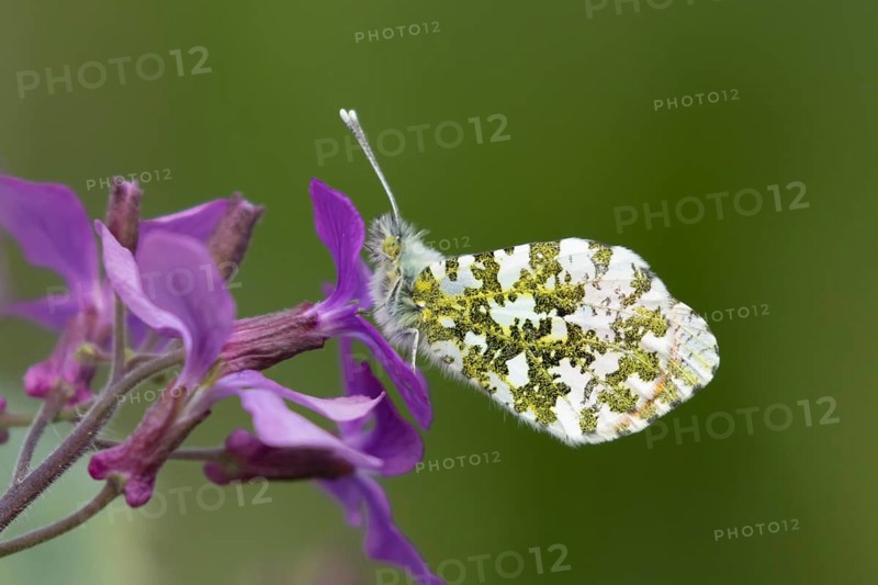 Orange tip butterfly (Anthocharis cardamines) adult male insect feeding on purple Honesty garden flowers in spring, England, United Kingdom